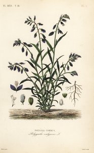 Vanlig melkeurt, Polygala vulgaris, Polygala commun av Unbekannt