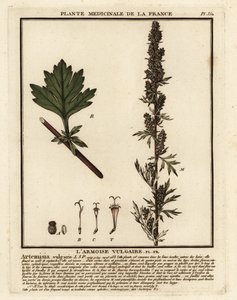 Vanlig bynke, Artemisia vulgaris. av Unbekannter Künstler