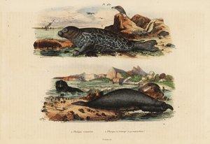 Vann sel, Phoca kalv 1 og nordlig elefantsel, Mirounga angustirostris 2 av Unbekannt
