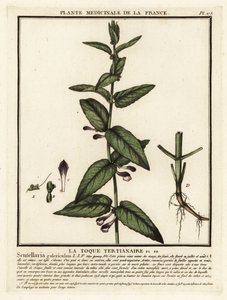 Vanlig hodeskalle, Scutellaria galericulata. av Unbekannter Künstler