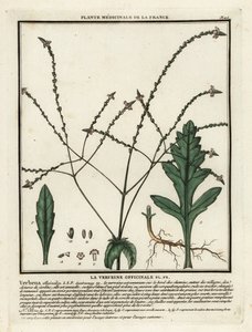 Vanlig vervain, Verbena officinalis. av Unbekannter Künstler