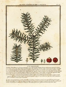 Vanlig barlind eller engelsk barlind, Taxus baccata. av Unbekannter Künstler