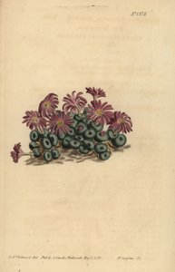 Conophytum midd (liten fikenmarigold, Mesembryanthemum minutum) av Unbekannt
