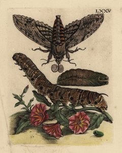 Convolvulus haukemøll, Agrius convolvuli, larve og puppe med åkerbinde, Convolvulus arvensis LXXV av Unbekannt