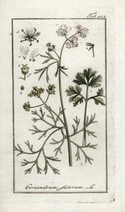 Koriander (Coriandrum sativum). Litografi fra “Afbeelding der Artseny-Gewassen” av Johannes Zorn (1739-1799), Nederland av Unbekannter Künstler