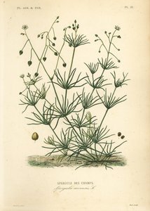 Kornspore, Spergula arvensis, åkerasparges av Unbekannt