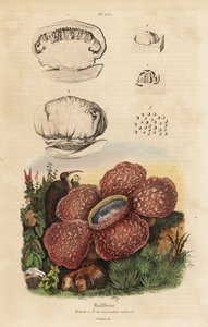 Liklilje eller rafflesia, Rafflesia arnoldii av Unbekannt