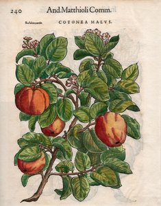 Cotonea Malvs. fra Pietro Andrea Mattiolis 'Commentaires' (farget tresnitt) av Unbekannt