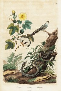 Bomull, gjøk og gressslange., 1834-1839 (gravering) av Unbekannter Künstler