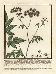 Cowbane, Hemlock virosa. av Unbekannter Künstler