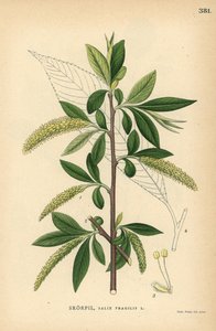 Sprekkpiletre , Salix fragilis av Unbekannter Künstler