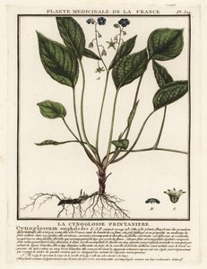 Krypende navle, Omphalodes verna. av Unbekannter Künstler