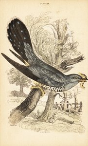 Gjøk, Cuculus canorus, med en larve i nebbet. 1889 (gravering) av Unbekannter Künstler