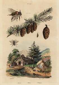 Gjøkebi, Melecta albifrons 1, europeisk lerketre, Larix decidua 2, og Stingless Melipona honningbi, Melipona favosa av Unbekannt