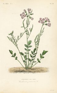 Gjøkeblomst, Cardamine pratensis, Cardamine des pres av Unbekannt