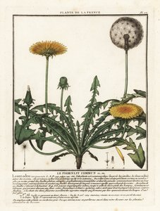 Løvetann, Taraxacum campylodes. av Unbekannter Künstler