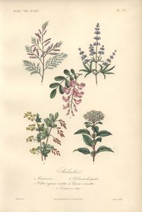 Dekorativt botanisk trykk med tamarind, johannesbrødtre, kysk tre, berberis og viburnum av Unbekannter Künstler