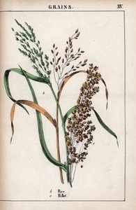 Beskrivelse av frokostblanding: ris og hirse. Kromolitografi i «Recueil d#39;images instructives ou lecons du monde vegetal», av Charlotte Mary Yonge (1823–1901), utgitt i Edinburgh (Skottland) i 1858. av Unbekannter Künstler