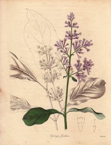 Beskrivelse av den ungarske syrinen (Syringa josikaea), hjemmehørende i Sentral- og Øst-Europa. Illustrasjon av Miss R. Mills (aktiv 1836-1842), i The Botanist, serie av Benjamin Maund i fem bind, utgitt mellom 1836 og 1842. Dette verket er kjent av Unbekannter Künstler