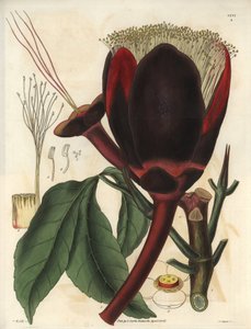 Beskrivelse av den store mørke sjokoladeblomsten på en pekannøtteplante, som produserer spiselige nøtter, pekannøtter. Plante hjemmehørende i Sør-Amerika. Illustrasjon av William Jackson Hooker (1785–1865), britisk botaniker og forfatter, professor ved Uni av Unbekannter Künstler