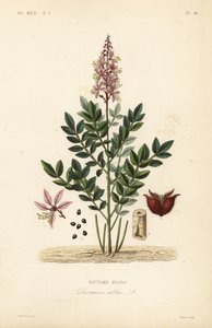 Dittany, Dictamnus hvit, Dictame av Unbekannt