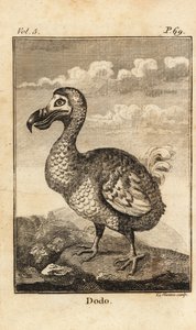 Dodo, Raphus cucullatus, utdødd fugl av Unbekannt