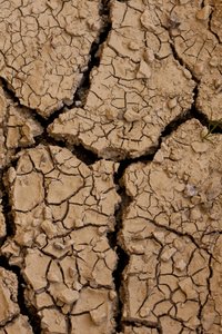 Dry II (bilde) av Unbekannter Künstler