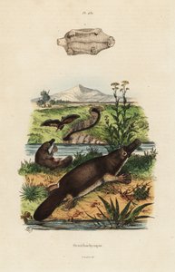 Andnebb nebbdyr, Ornithorhynchus anatinus av Unbekannt