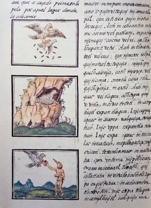 Eagles, side fra Florentine Codex, tospråklig versjon på spansk og Nahuatl, General History of the Things of New Spain av den spanske misjonæren Fray Bernardino de Sahagun (1499-1590). Aztekisk sivilisasjon av William M. Timlin