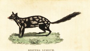 Østlig quoll, Dasyurus vaskebjørn. ,1800 (gravering) av Unbekannter Künstler
