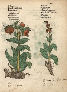 Søtvin, Inula helenium og gentianaarter. Håndkolorert tresnitt av en botanisk illustrasjon fra Adam Lonicers Kräuterbuch, eller Herbal, Frankfurt. av Unbekannter Künstler