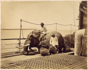 Elefant på dekket av et skip, Penang, Malaya av Unbekannt