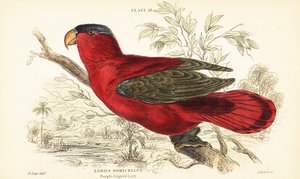 Utrydningstruet purpurnapet lory, Lorius domicella. 1889 (gravering) av Unbekannter Künstler