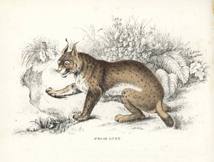 Eurasisk gaupe, Lynx lynx (Felis lynx). Håndkolorert litografi fra Georg Friedrich Treitschkes naturhistoriske galleri, Naturhistorischer Bildersaal des Thierreiches, Liepzig-1842. av Unbekannter Künstler