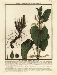 Europeisk fødselsurt, Aristolochia clematitis. av Unbekannter Künstler