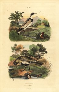 Europeisk gullhår, Pluvialis apricaria, og ringlyr, Charadrius hiaticula av Unbekannt