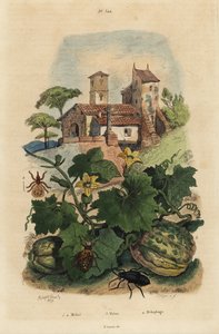 Europeisk oljebille, Meloe proscarabaeus 1.2, Honfleur melon, Cucumis melon 3 og saueked, Melophagus ovinus av Unbekannt