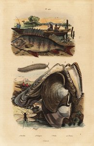 Europeisk abbor, Perca fluviatilis 1, fløyelsorm, Peripatus iuliformis 2, snøring, Perla marginata 3, og perleøsters, Isognomon isognomum 4. Abbor, Peripate, Perle, Perne av Unbekannt