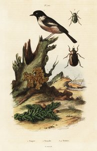 Europeisk steinsnakk, gul hjerne og skarabee biller. av Unbekannter Künstler