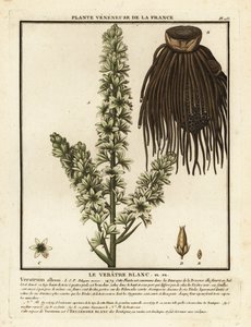 Europeisk hvit hellebore, Veratrum-album. av Unbekannter Künstler