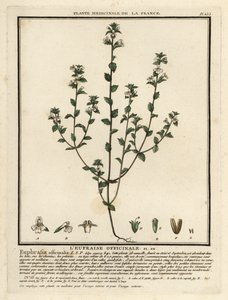 Øyetrøst, Euphrasia rostkoviana. av Unbekannter Künstler