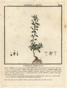 Eventyrrevebjelle, Erinus alpinus. av Unbekannter Künstler