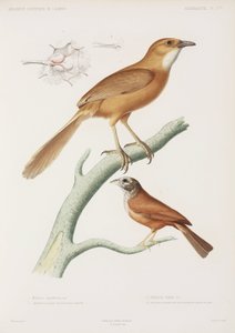 Fairywren og husspurv, Algerie av Unbekannter Künstler