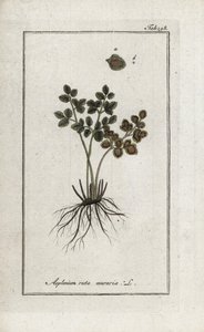 Fern doradilla av veggene eller asplenia gate av veggene (Asplenium ruta muraria). Litografi fra “Afbeelding der Artseny-Gewassen” av Johannes Zorn (1739-1799), Nederland av Unbekannter Künstler