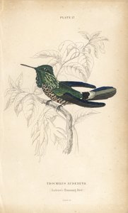 Festlig kokett, Lophornis chalybeus (Audenets kolibri, Trochilus audenetii). Håndkolorert stålgravering av William Lizars fra Sir William Jardines naturalistbibliotek: Ornitologi: Kolibrier, Edinburgh, WH Lizars av Unbekannter Künstler