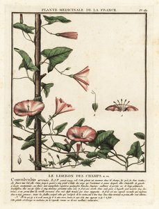 Åkerbinde, Convolvulus arvensis. av Unbekannter Künstler