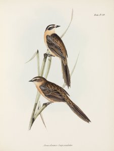 Finker, c 1832-1836 av Unbekannter Künstler