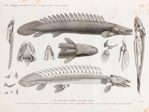 Fisk: Le Polyptere Bichir, anatomi av Unbekannt