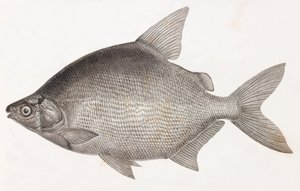 Fisk: Le Serrasalme Citharine av Unbekannt