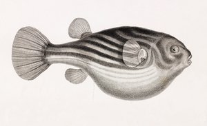 Fisk: Tetrodon, nærbilde av Unbekannt